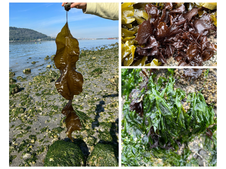 Examples of seaweed species Kyra and her team are researching.  (left: Saccharina latissima; top right: Mastocarpus and Fucus distichus; bottom right: Ulva lactuca)