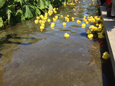 duck race finish line