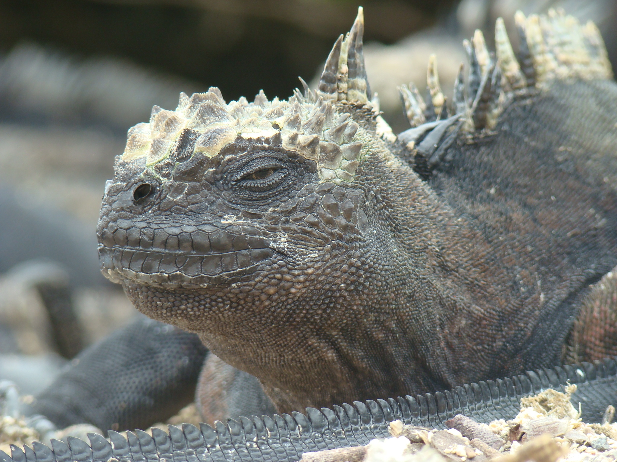 marine iguana Galapagos Islands