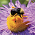 bees-flower.png