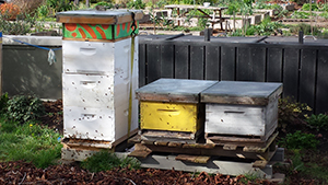 Langara Hives in Community Garden