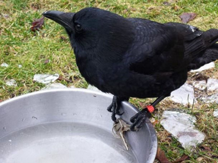 Canuck the Crow