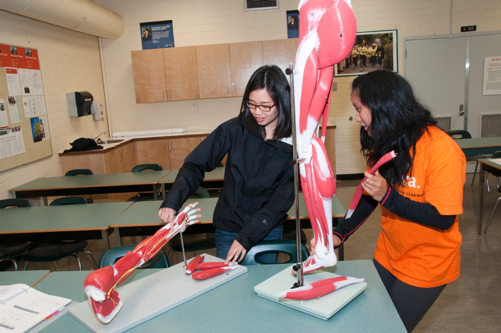 Students looking at muscle models