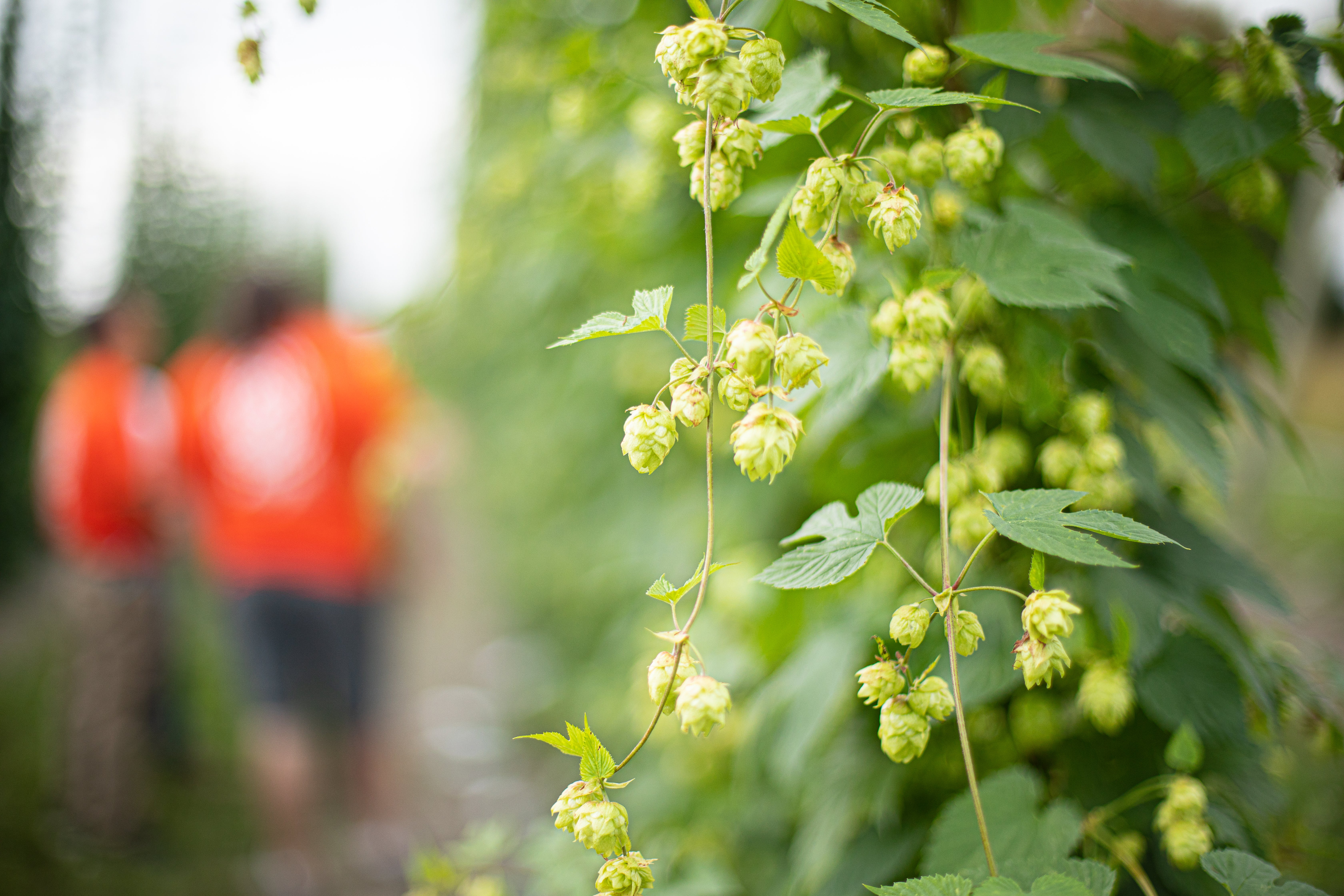 Hops growing on the vine