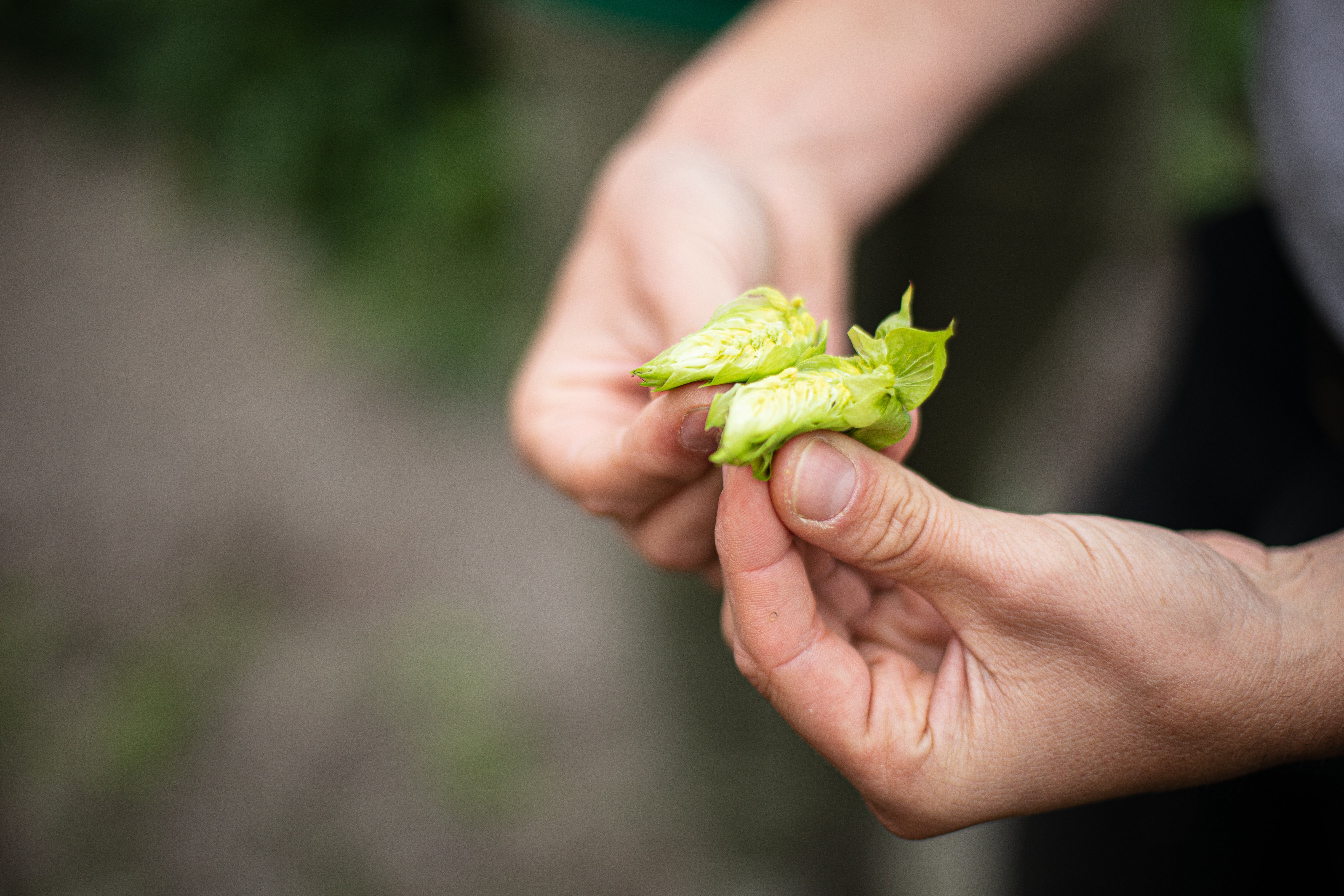 Man holding hops