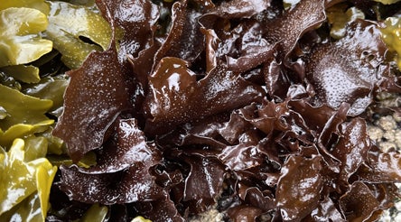 Seaweed