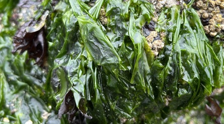 More seaweed