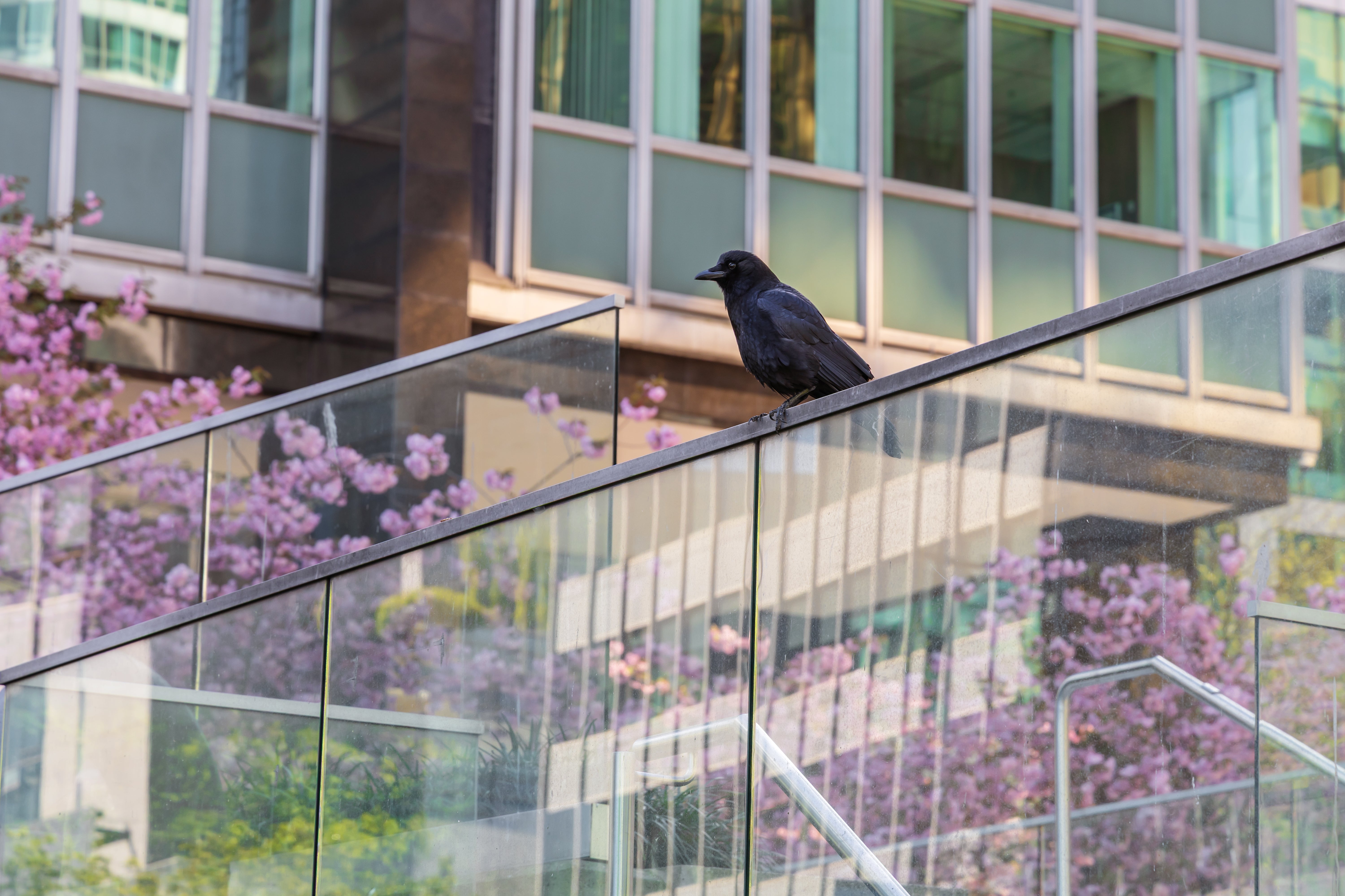 A crow perched outside.