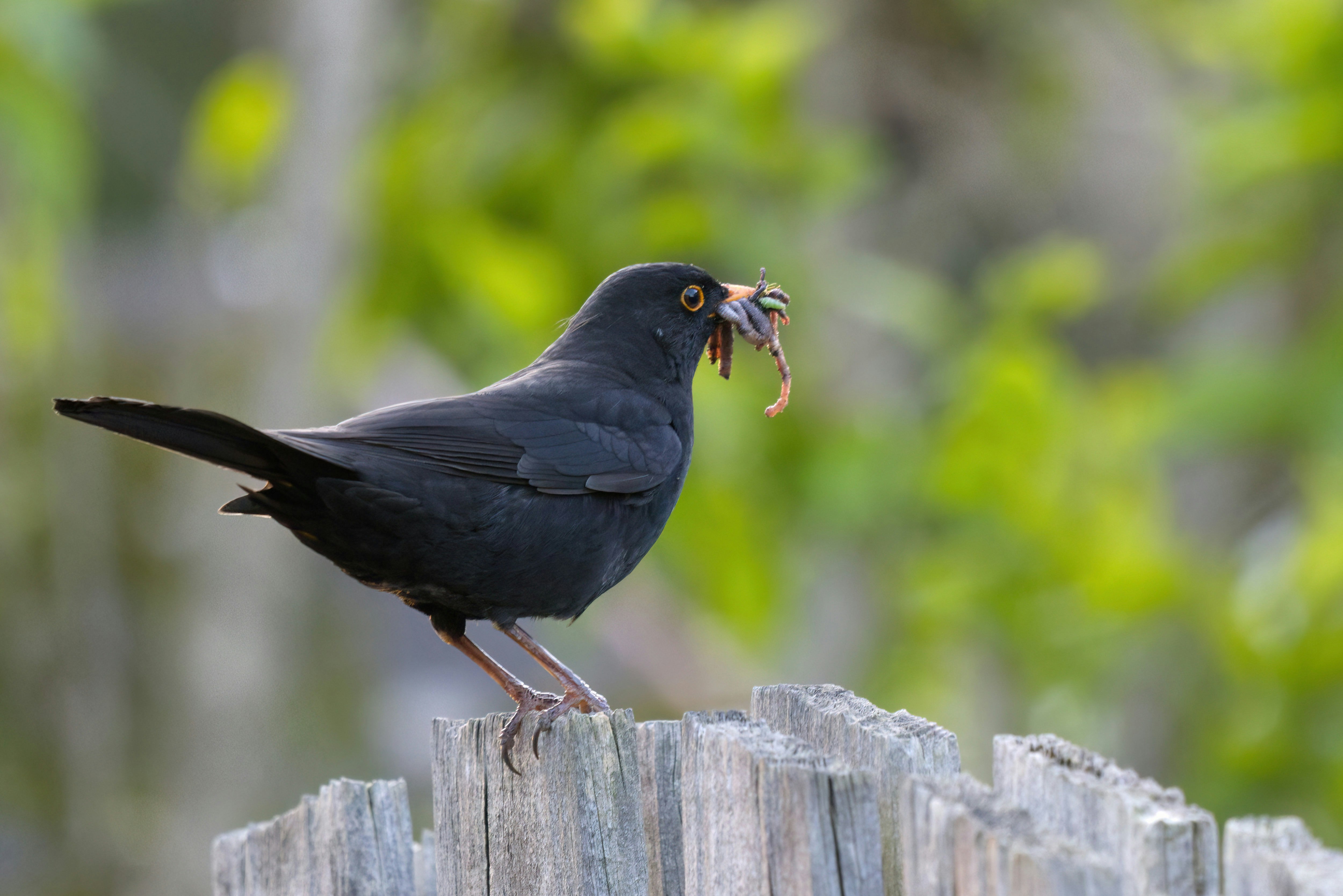 bird with worm