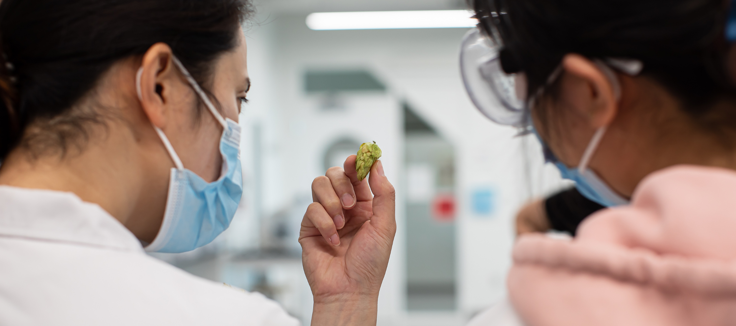 Two Biology students conducting research on feral hops.