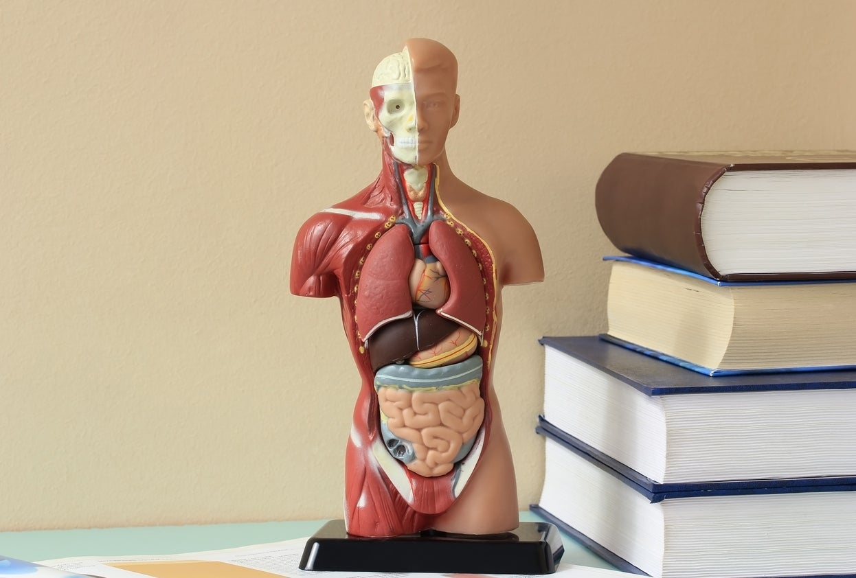 anatomy model with textbooks