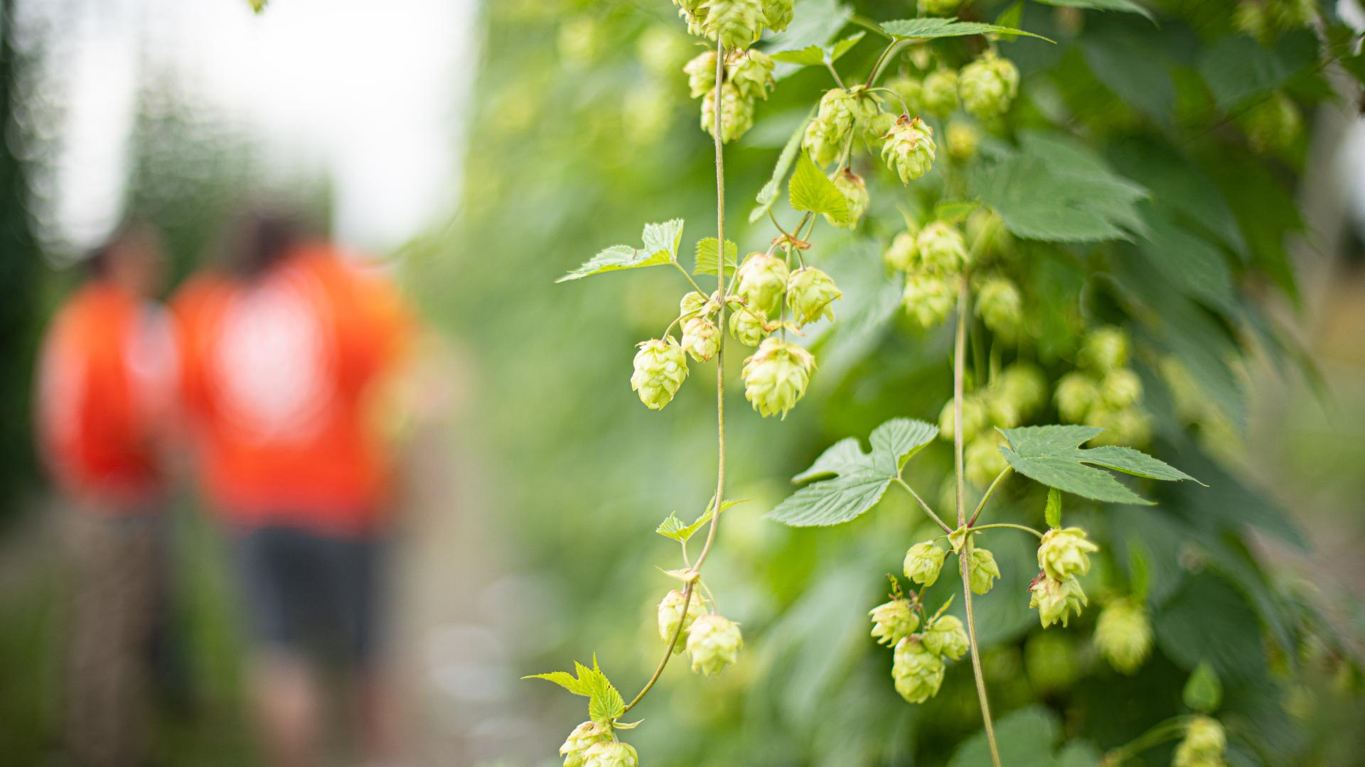 Hops growing on the vine