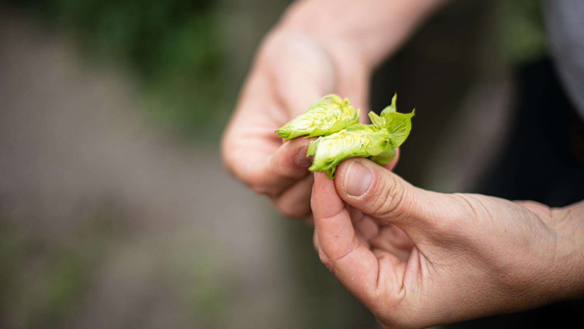 Man holding hops