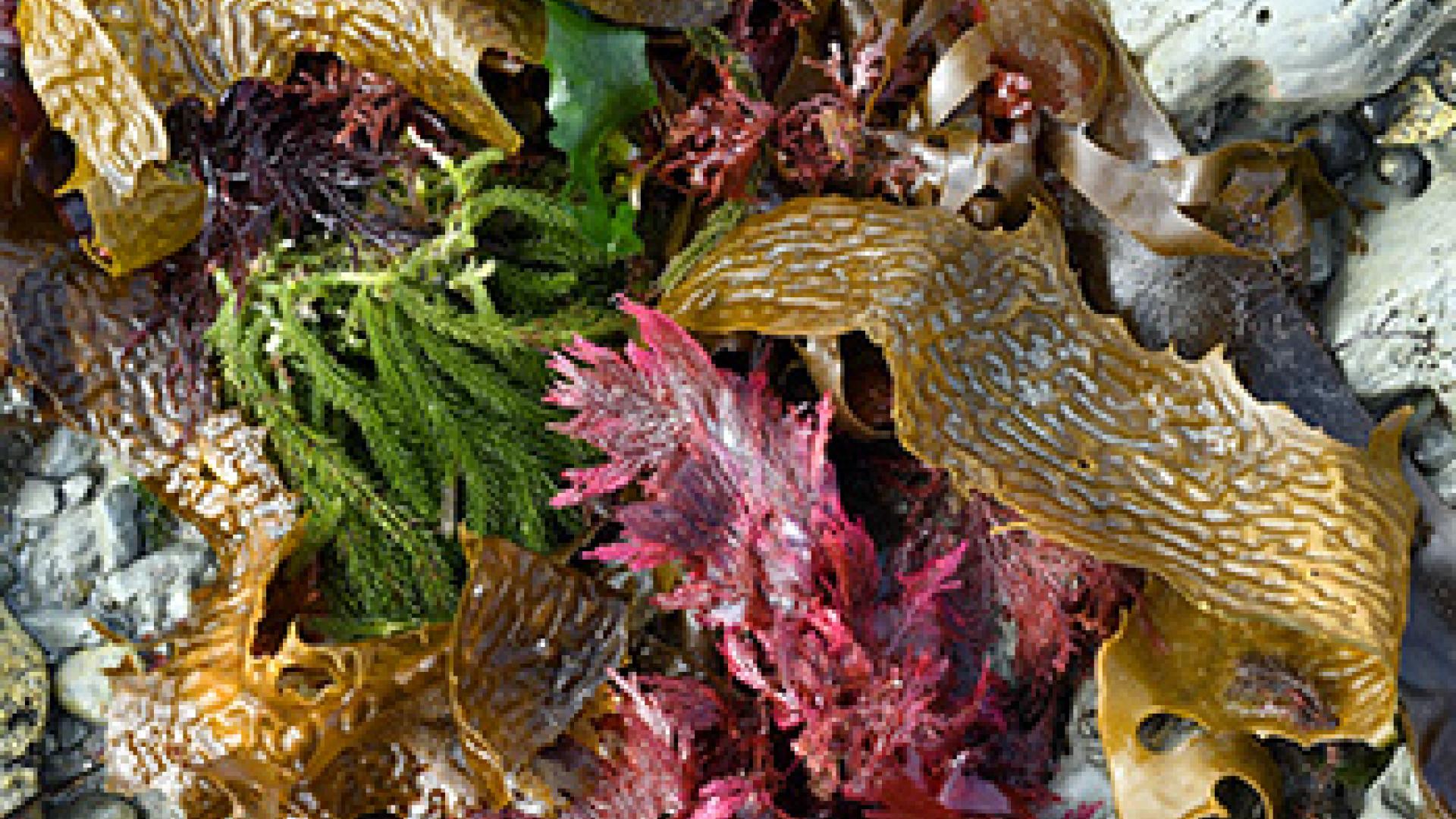 Seaweed