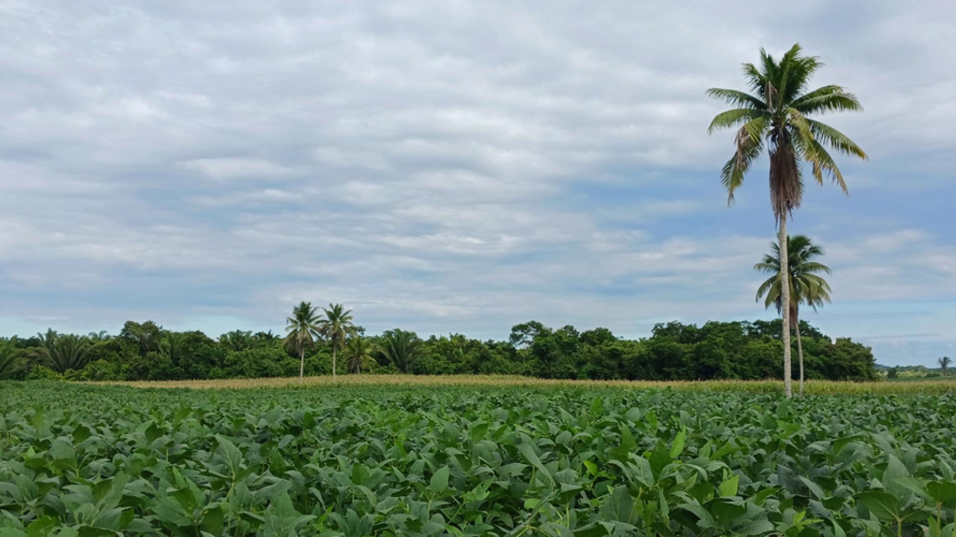 Palm trees in a field in Belize