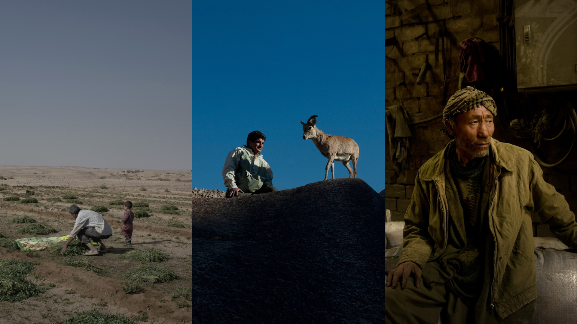 A triplicate of photos taken by Marjan Yazdi. From left to right: a man tends to crops in the desert accompanied by his young child. A man watches over a horned animal on a desert ridge. A lone man stares pensively while sitting atop a mound of bags.