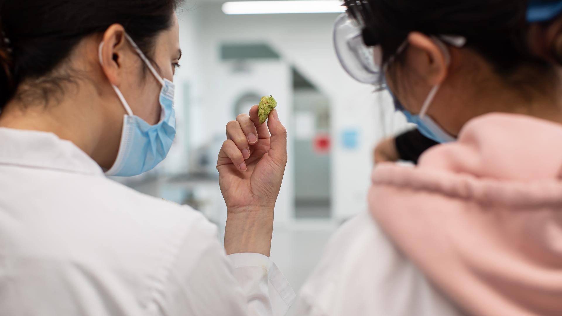 Two Biology students conducting research on feral hops.