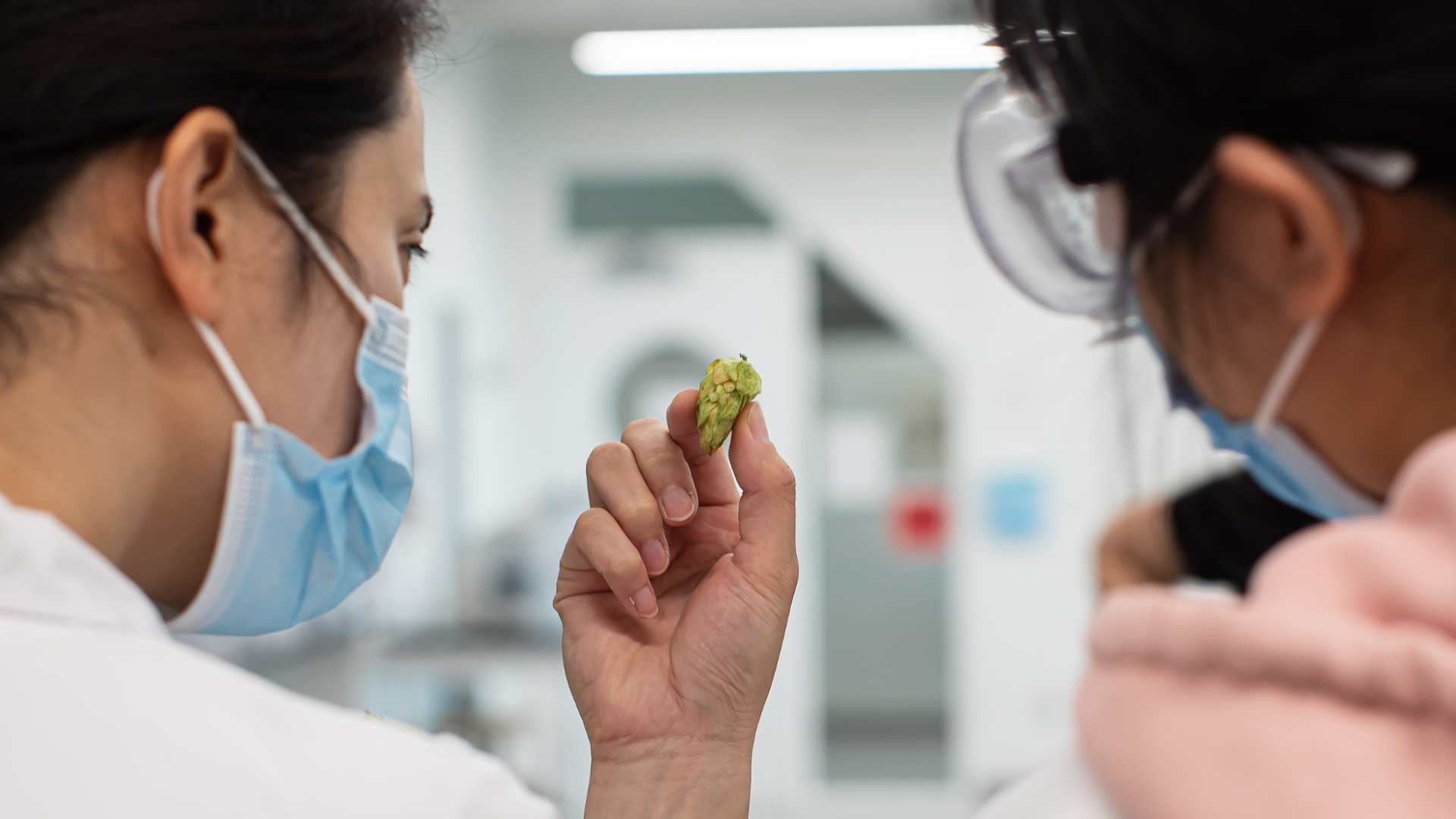 Two Biology students conducting research on feral hops.