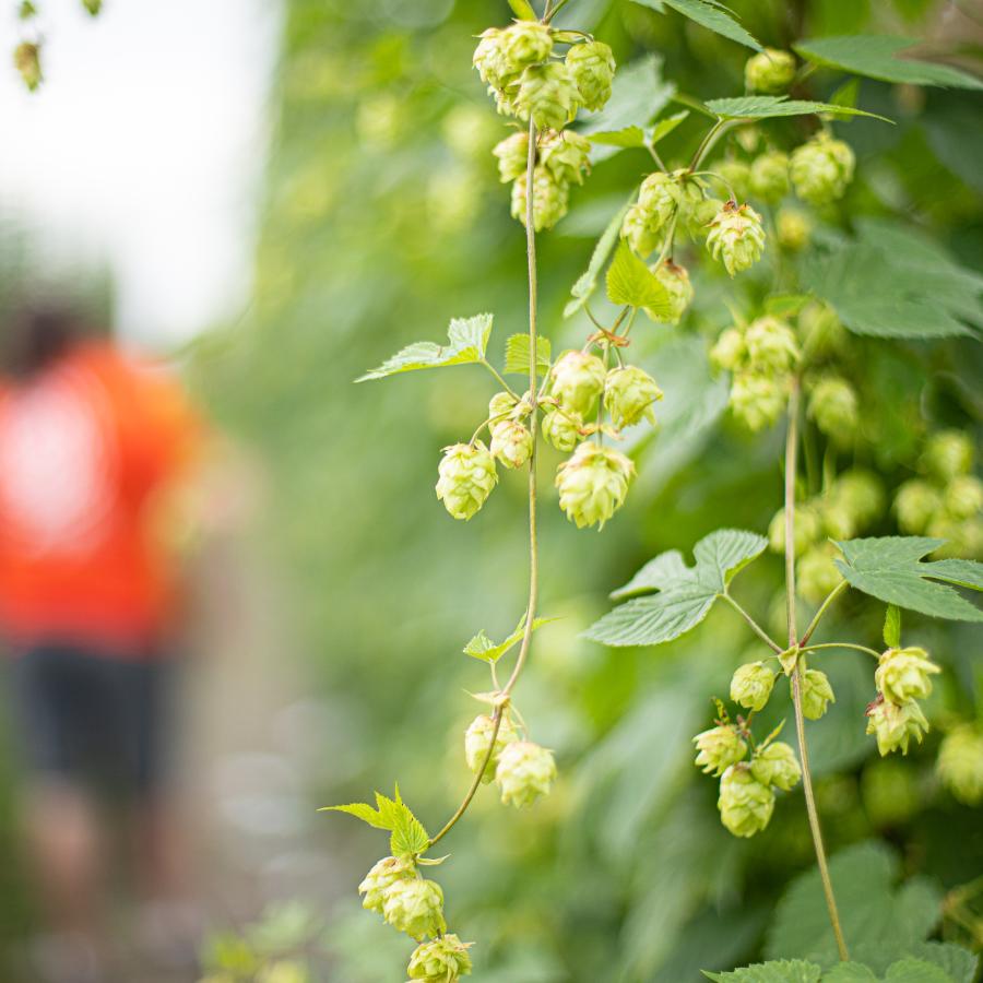Hops growing on the vine