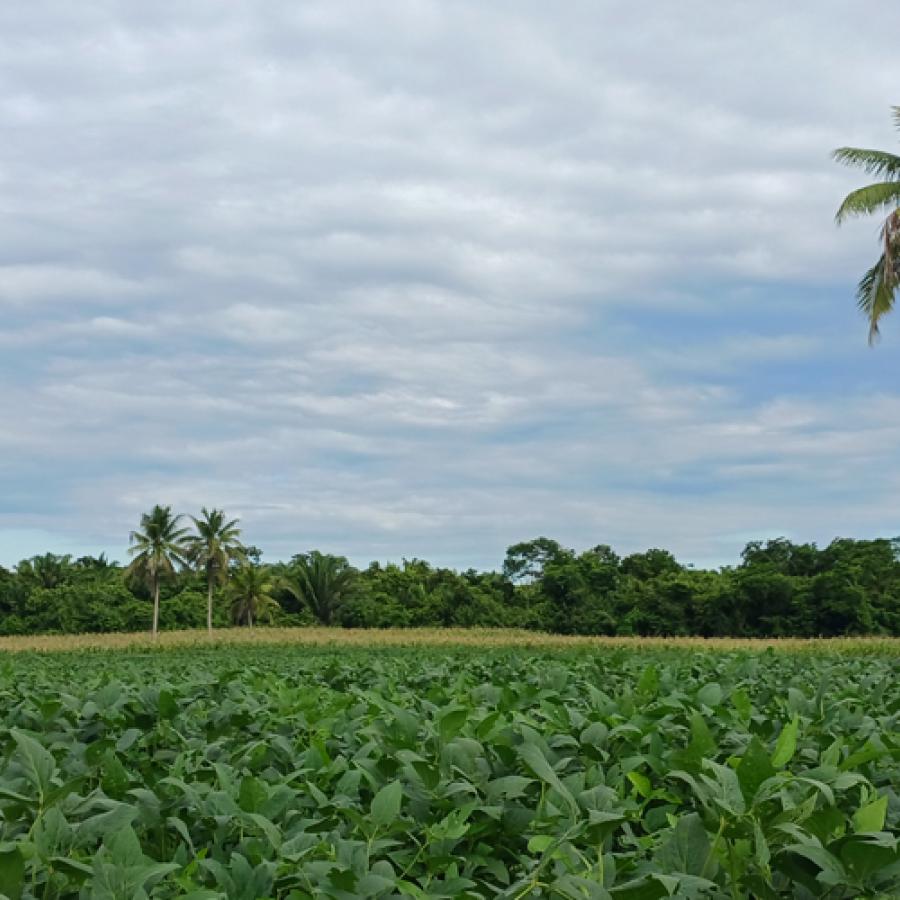 Palm trees in a field in Belize