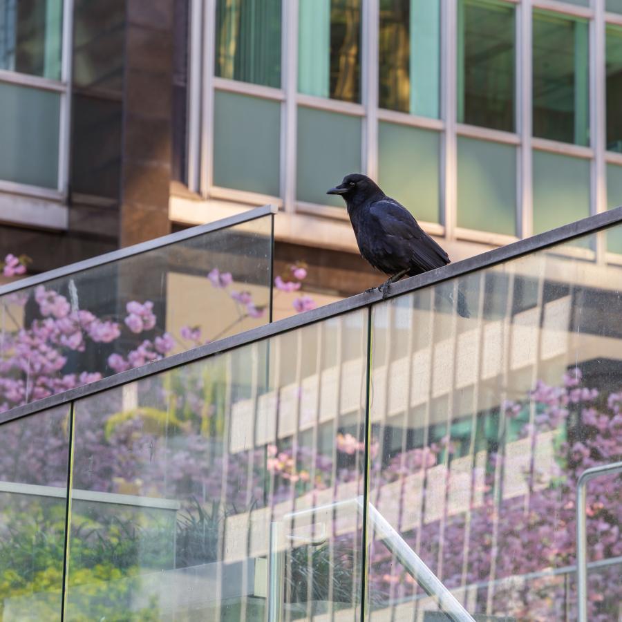 A crow perched outside.