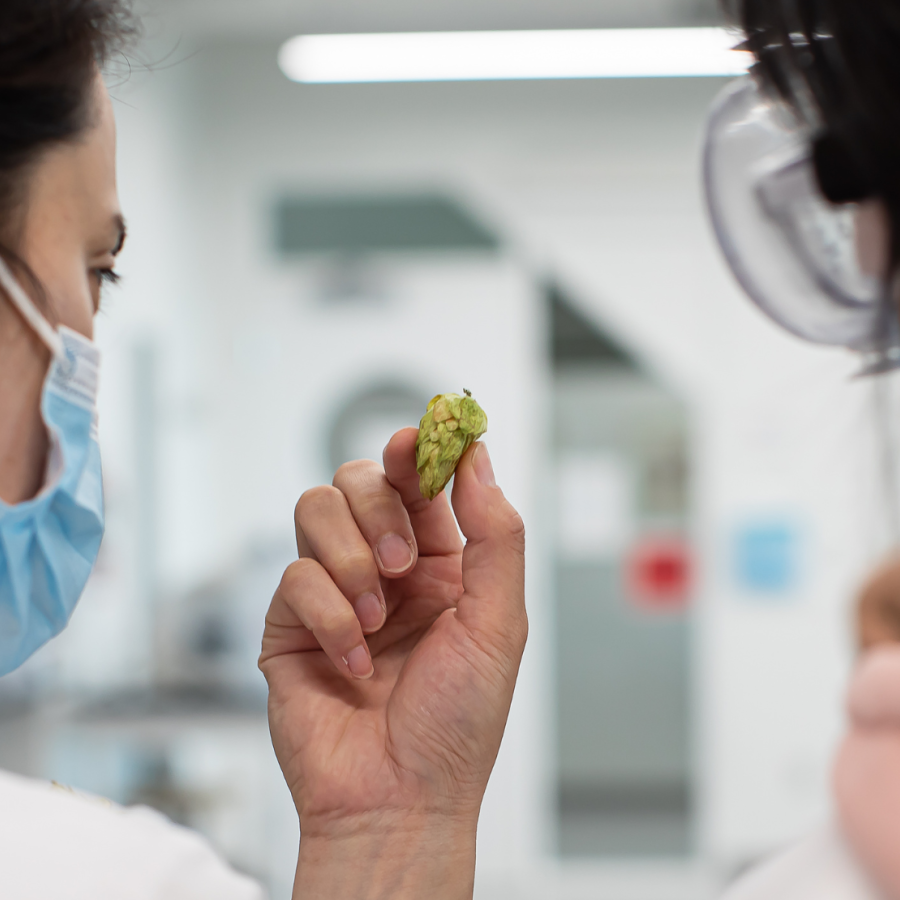 Two Biology students conducting research on feral hops.