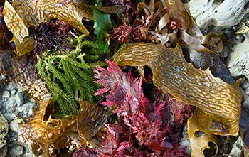 Seaweed