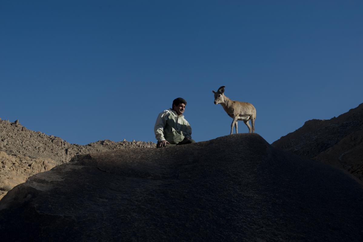 A man sits beside a horned animal in the desert, watching over its safety.