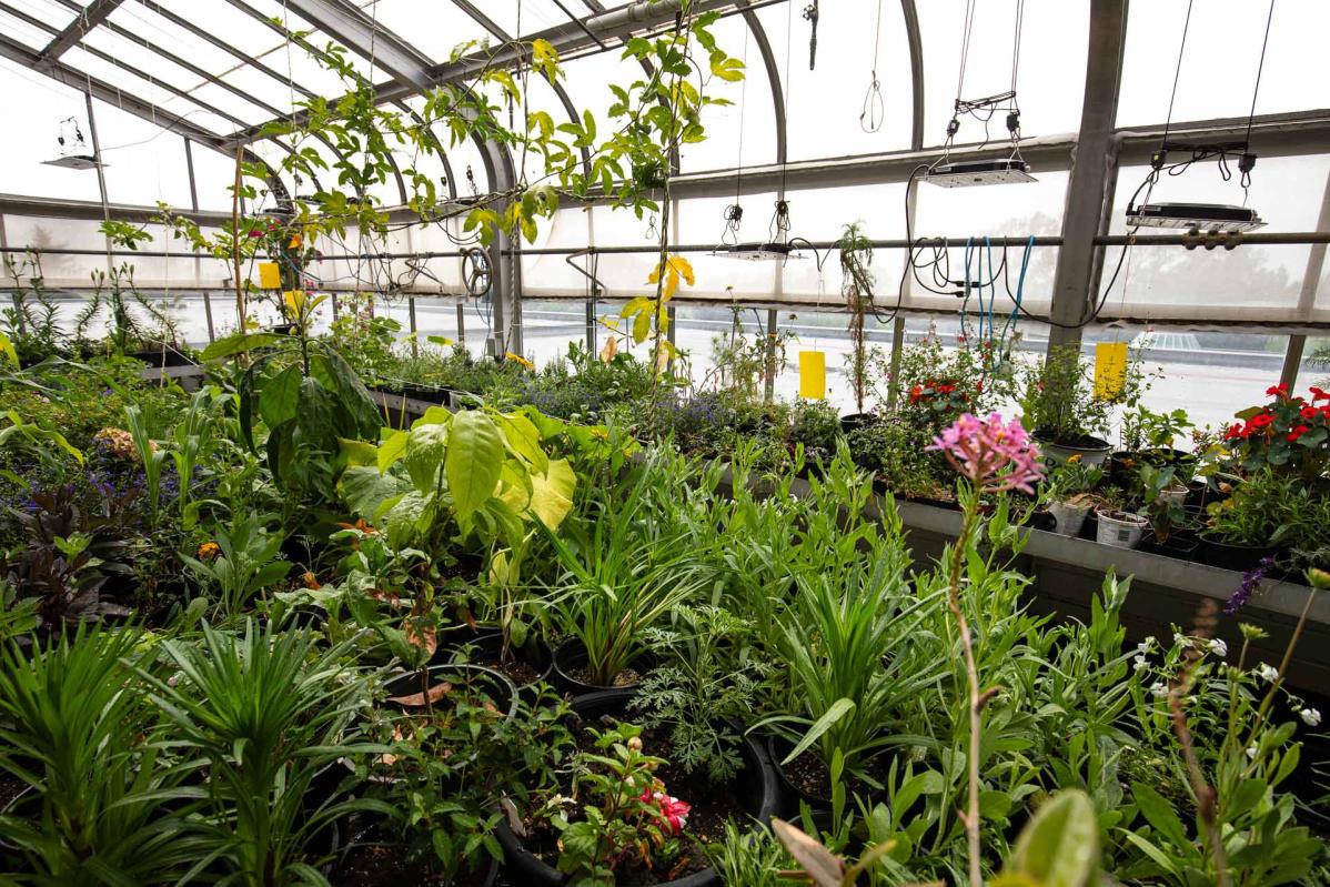 Inside the rooftop greenhouse on T Building, where sustainable growing takes place.