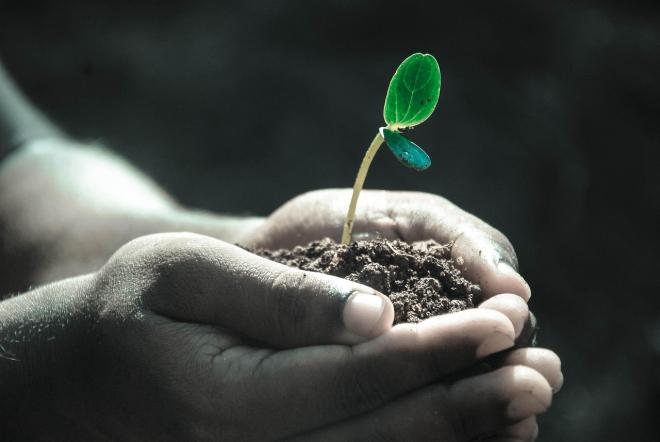 Finding Hope HLPS - a pair of hands cup a seedling sprout in soil.