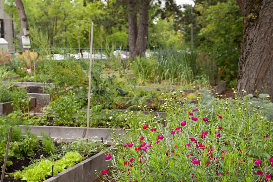 Campus Community Garden
