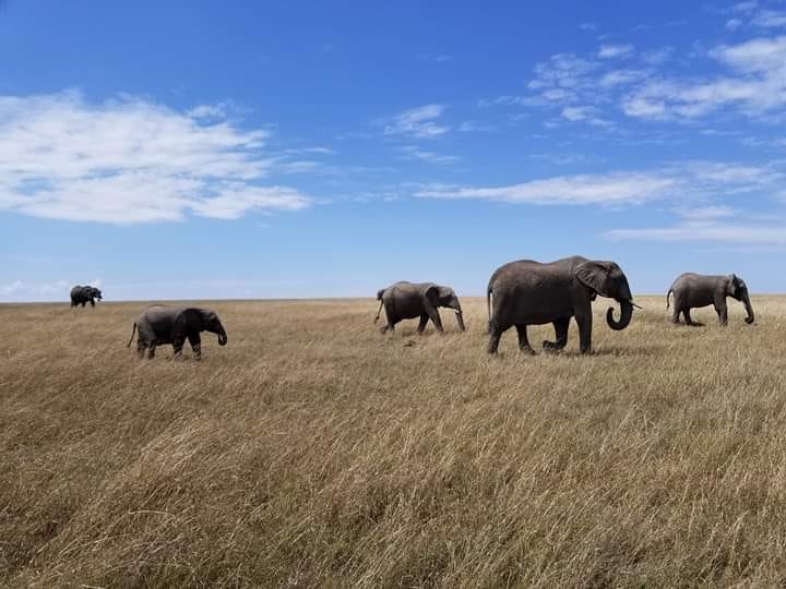 Photo of elephants